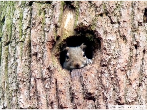 c baby squirrel in a hole
