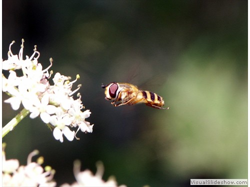 c Hover fly 