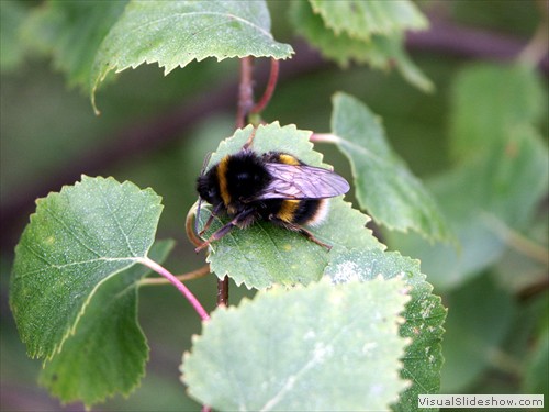 g Bee Bombus lucorum